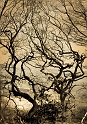 arbre 07_03_10n01bis